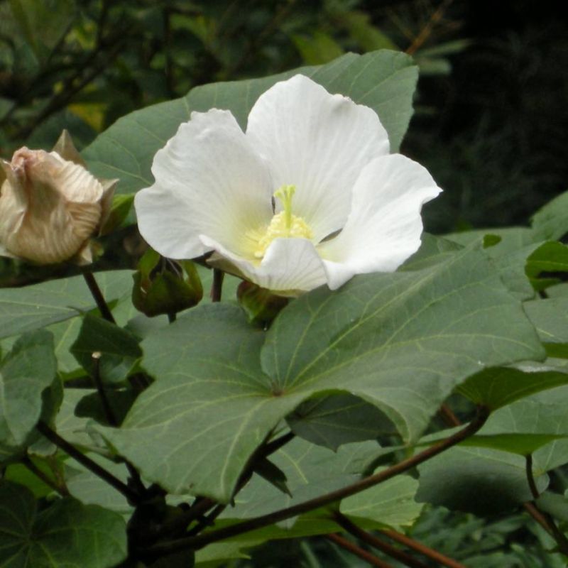 Taiwan Cotton Rose Hibiscus taiwanensis